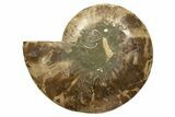 Cut & Polished, Agatized Ammonite Fossil - Madagascar #317508-3